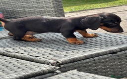 Dachshund dogs for sale: Miniature dachshunds ready now 💗 - Image 5