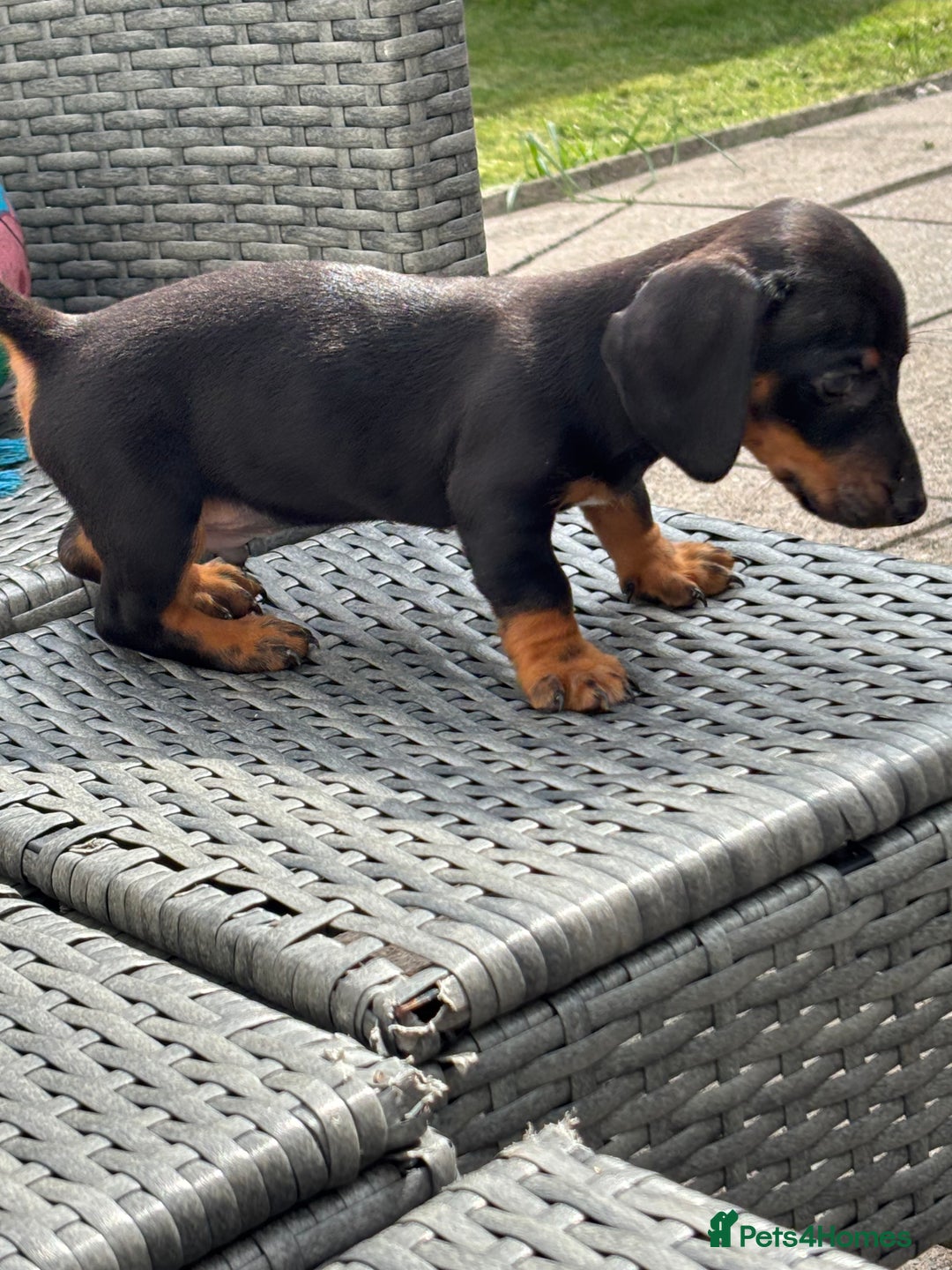 Dachshund dogs for sale: Miniature dachshunds ready now 💗 - Image 5