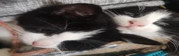 Mixed Breed cats for sale: kittens - Advert 9