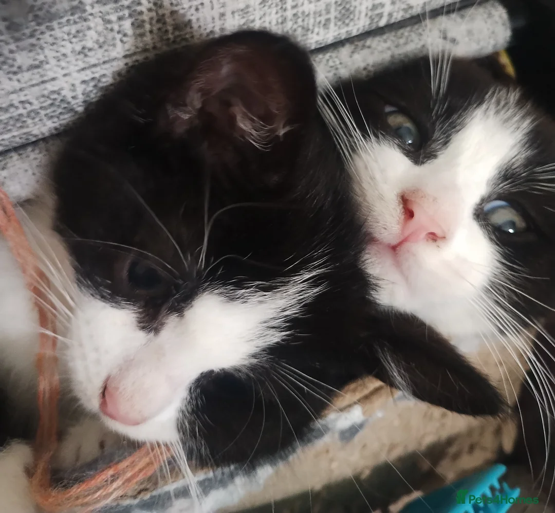Mixed Breed cats for sale: kittens - Advert 9