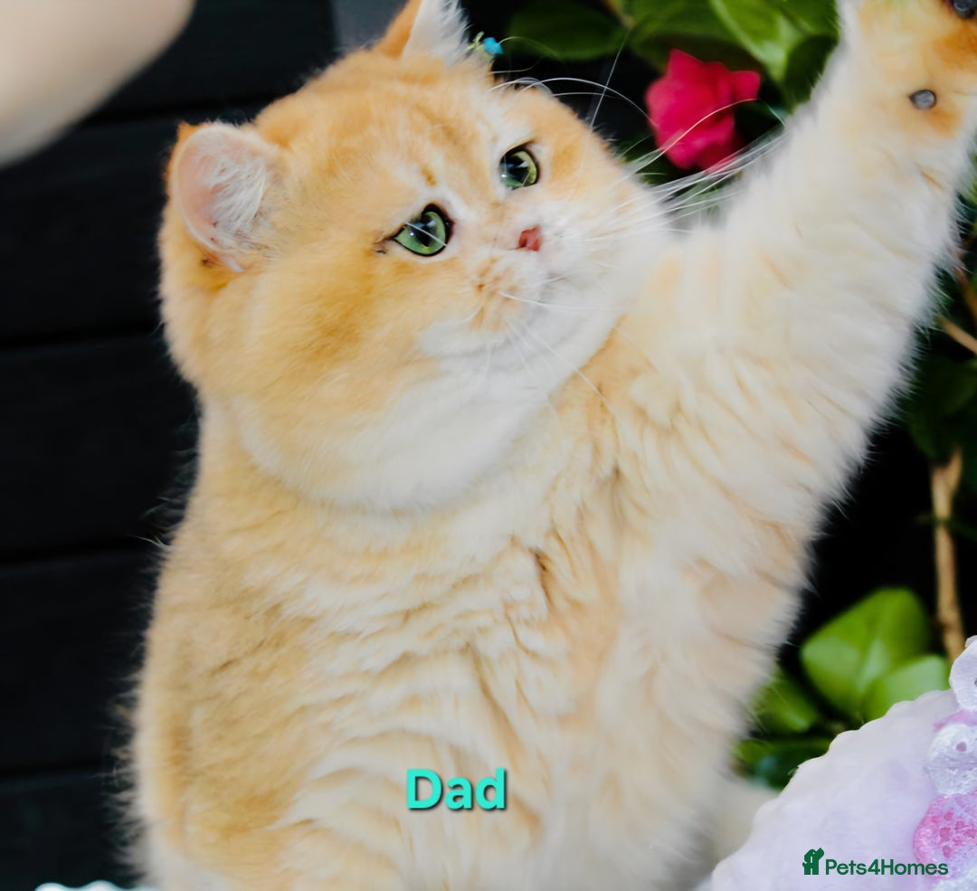 British Shorthair cats for sale: Golden Chinchilla Kittens TICA - Image 7
