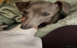 Italian Greyhound dogs for sale: Our Beautiful Iggy Looking for His Perfect Home 🤍 - Image 1