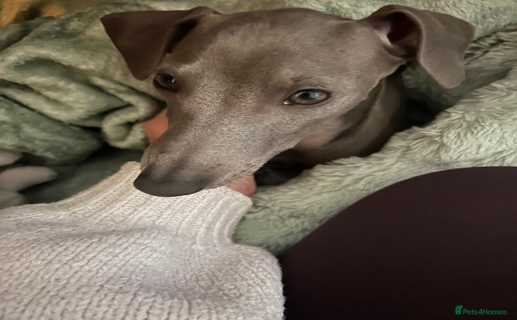 Italian Greyhound dogs - Advert 7
