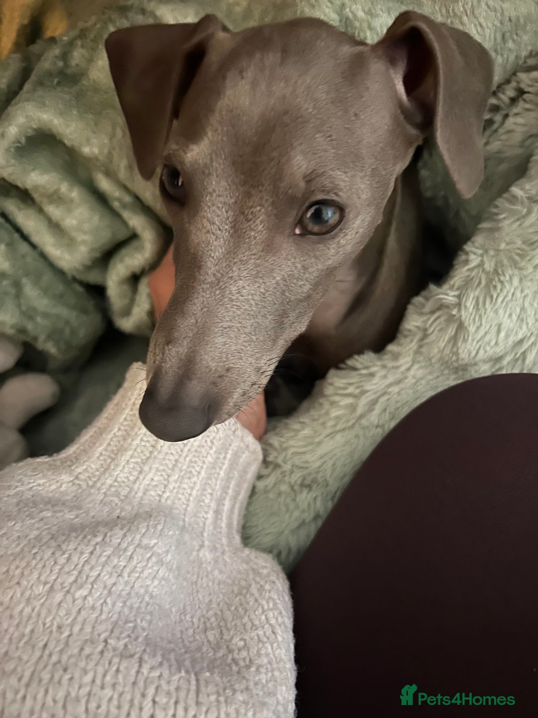 Italian Greyhound dogs for sale: Our Beautiful Iggy Looking for His Perfect Home 🤍 - Image 1