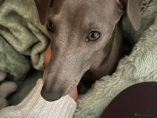 Italian Greyhound dogs - Advert 1