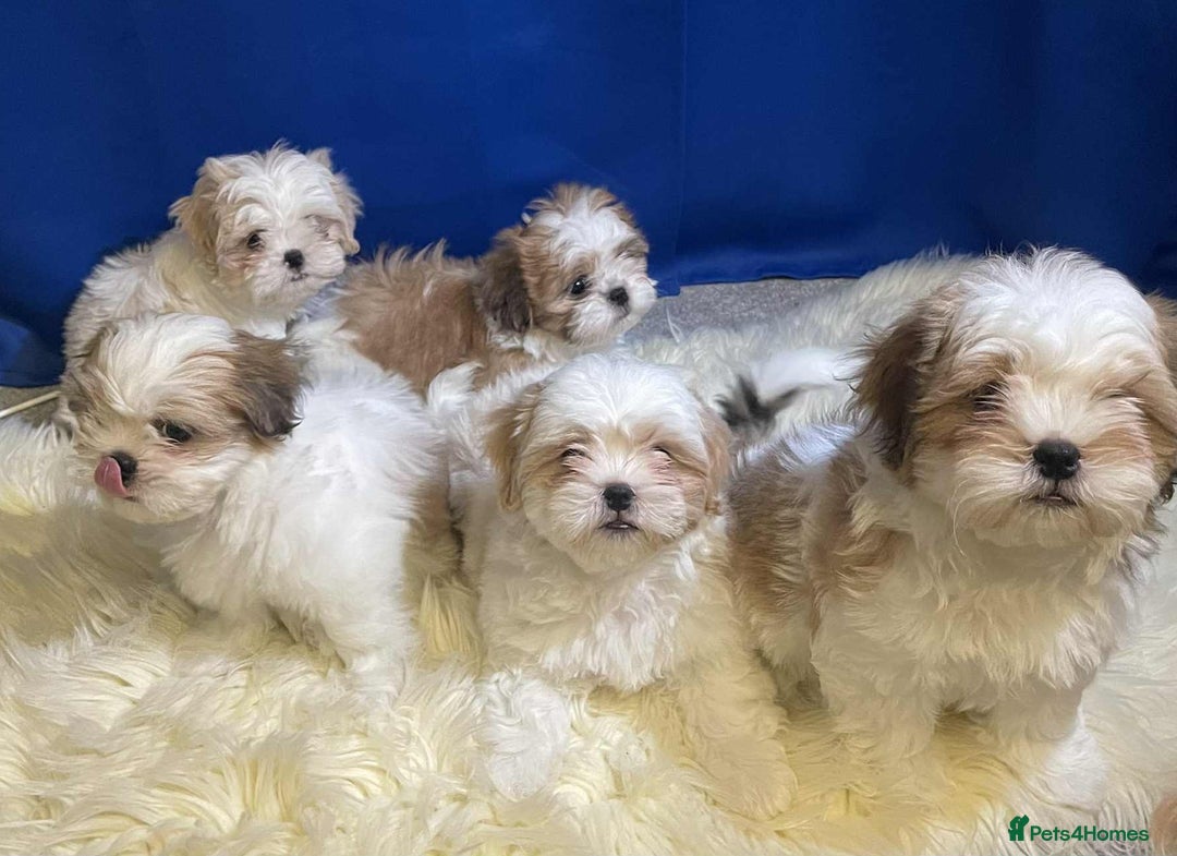 Shih Tzu dogs for sale: Five Adorable Puppies Looking for Loving Families - Image 1