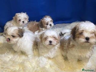 Shih Tzu dogs for sale - Advert 1
