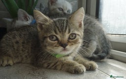British Shorthair cats for sale: STUNNING British Shorthair Kittens Silver Tabbies - Image 11