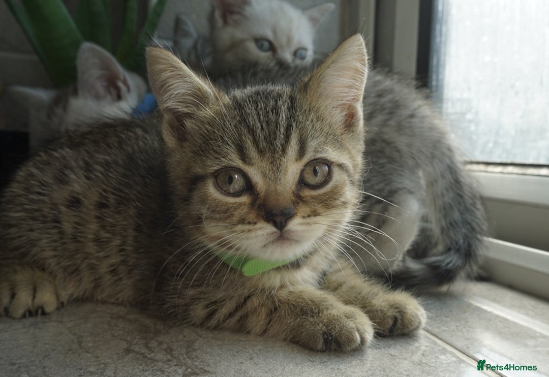 British Shorthair cats for sale: STUNNING British Shorthair Kittens Silver Tabbies - Image 11