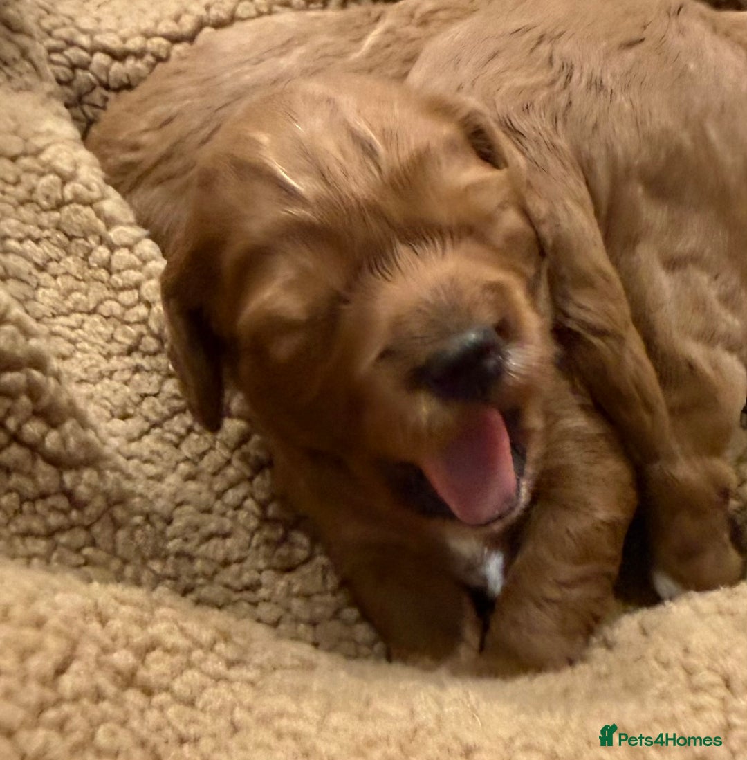 Cockapoo dogs for sale: Fox red F1 cockapoos  - Advert 5