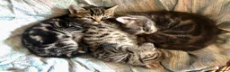 Mixed Breed cats for sale: 3 Bengal/Maincoon/Tabby kittens for loving home - Advert 18