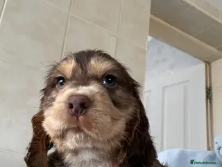 Cocker Spaniel dogs READY NOW Chocolate sable cockers - Advert 8