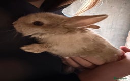 Lionhead rabbits for sale: 2x lionhead x Rex Does - Image 2
