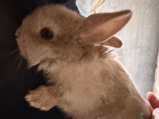 Lionhead rabbits for sale - Advert 1
