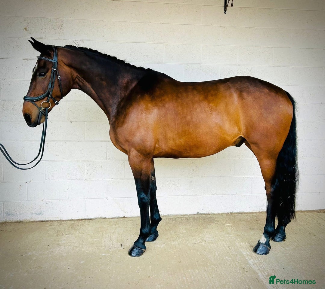 Irish Sports horses for sale: UNCOMPLICATED happy hacker / seasoned hunter  - Image 2