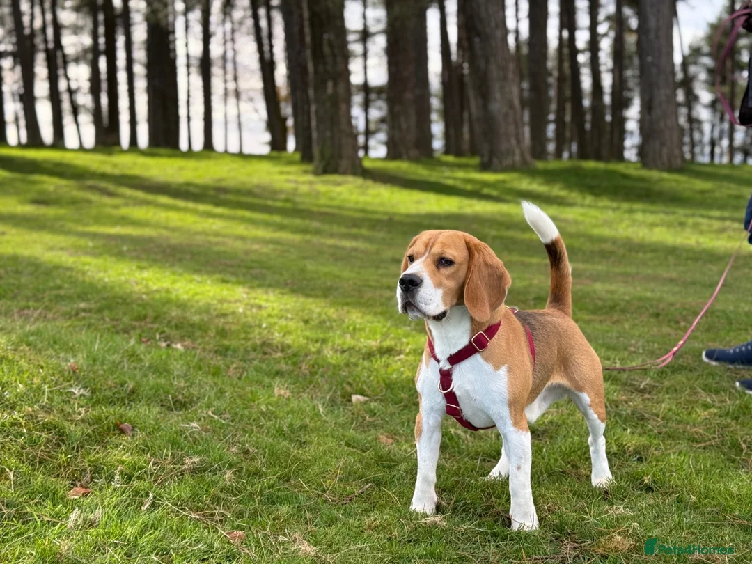 Beagle dogs for stud: Absolutely Spotless Olimp — Beagle Stud (Imp Pol) in Newent - Advert 1