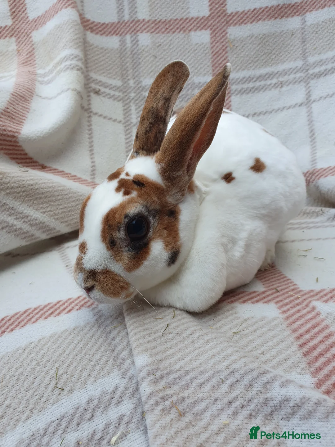 Mini Lop rabbits for sale: Spayed/neutered rabbits for adoption VAC rhd2 - Advert 7