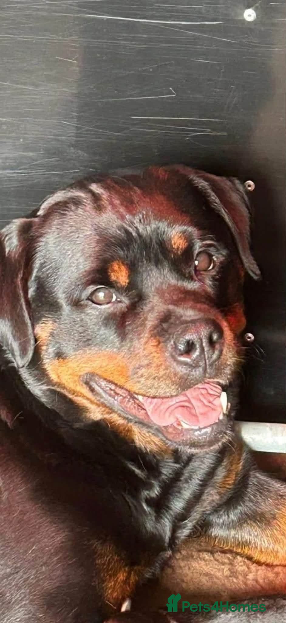 Rottweiler dogs Beautiful 3 year old Female Rottweiler - Advert 2