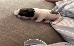 Shih Tzu dogs for sale: 5 gorgeous Shih Tzu puppies - Image 22