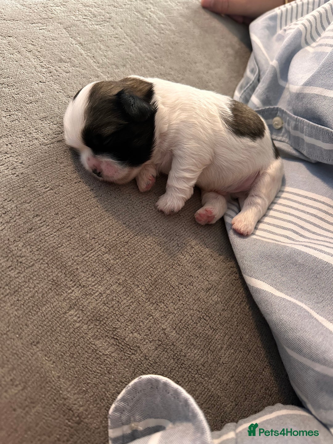 Shih Tzu dogs for sale: 5 gorgeous Shih Tzu puppies - Image 22
