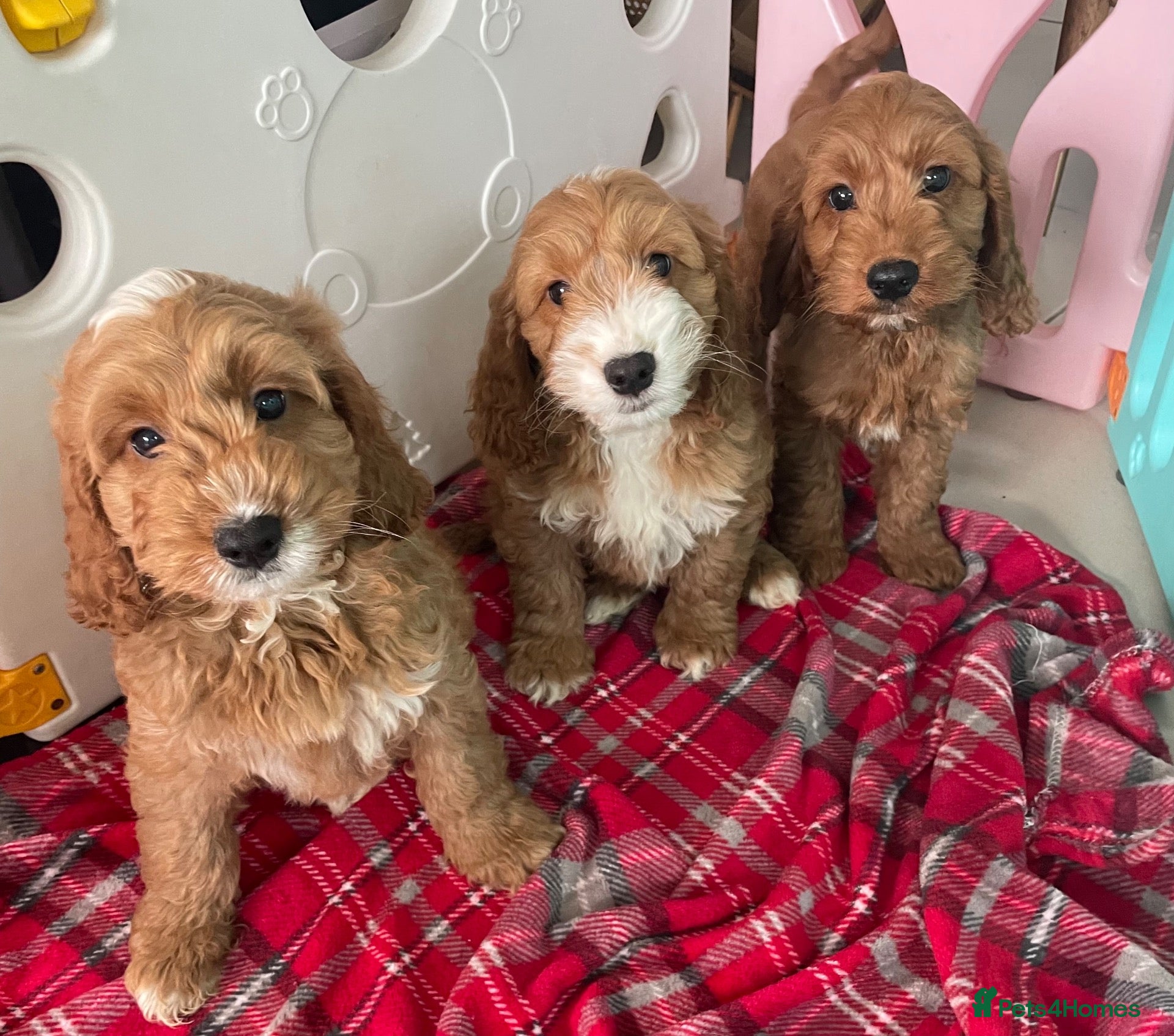 Cockapoo dogs F1 MINIATURE SHOW TYPE COCKAPOO PUPPIES  - Advert 16