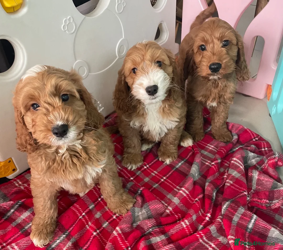 Cockapoo dogs for sale: F1 MINIATURE SHOW TYPE COCKAPOO PUPPIES  - Advert 1