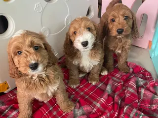 Cockapoo dogs F1 MINIATURE SHOW TYPE COCKAPOO PUPPIES - Advert 1
