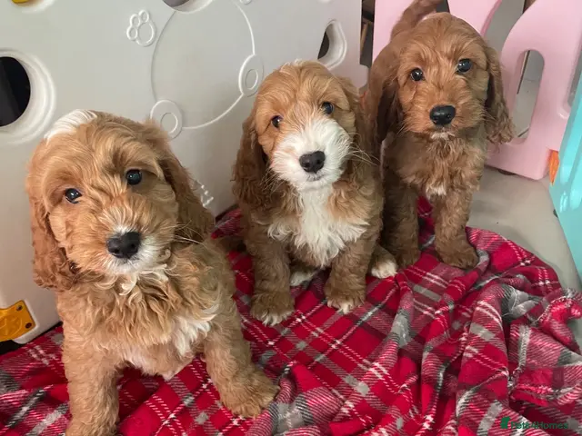 Cockapoo dogs F1 MINIATURE SHOW TYPE COCKAPOO PUPPIES - Advert 3