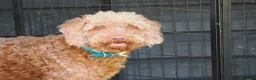 Labradoodle dogs for sale: Labradoodles Miniature/Midi Puppies Muliti Gen  - Advert 25