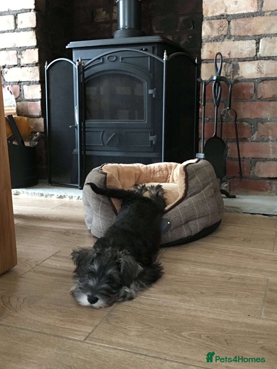 Miniature Schnauzer dogs for stud: Miniature Schnauzer for Stud in Liverpool - Advert 6