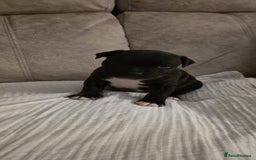 Staffordshire Bull Terrier dogs for sale: 3 Beautiful little staff boys - Image 12