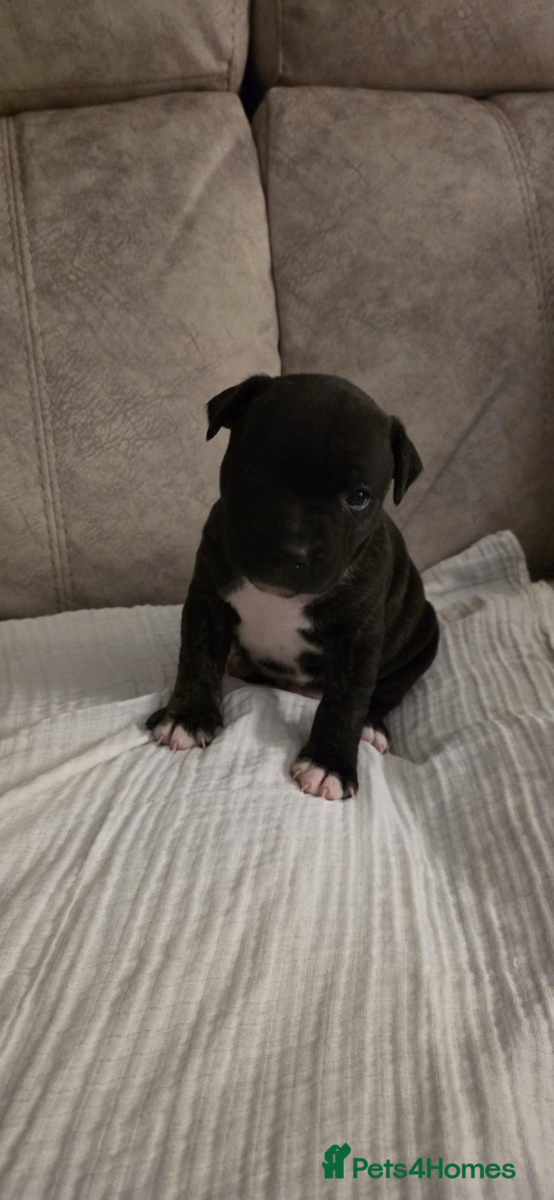 Staffordshire Bull Terrier dogs for sale: 3 Beautiful little staff boys - Image 12