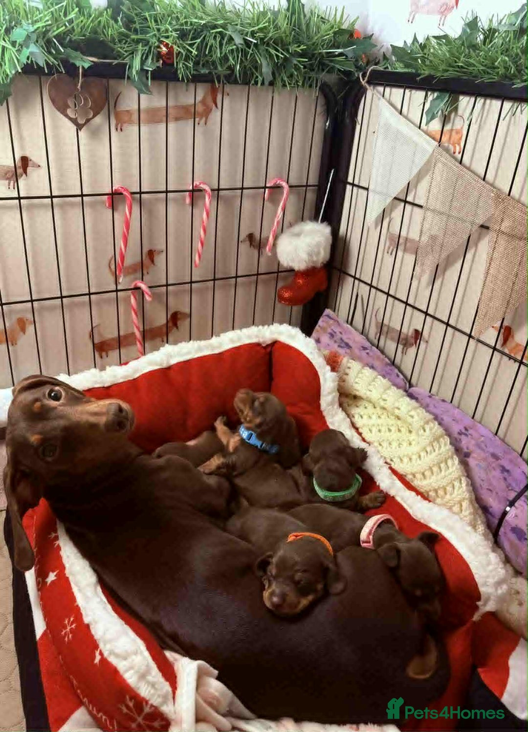 Miniature Dachshund dogs for sale: Miniature Dachshund Puppies- Family Raised - Advert 5