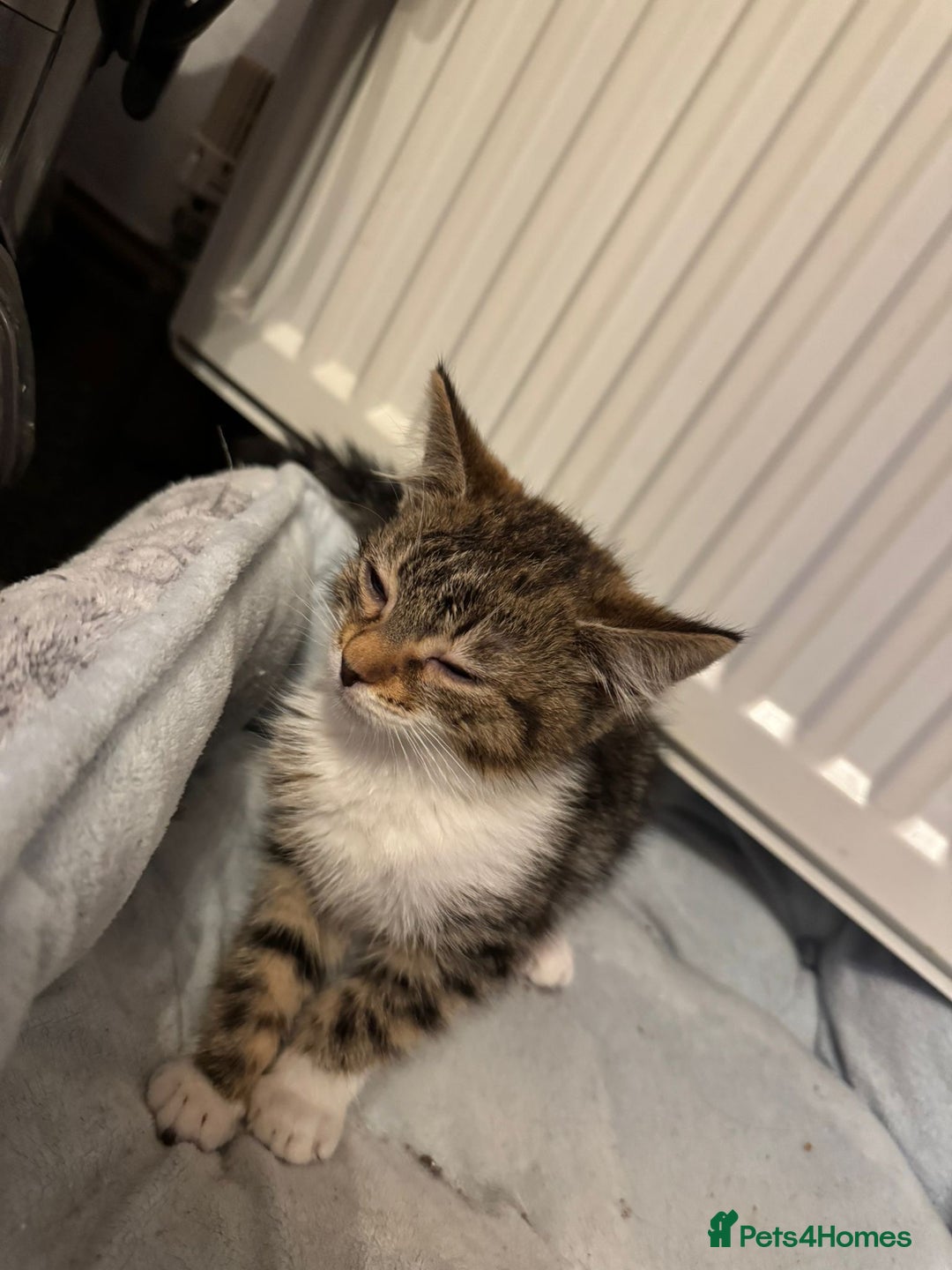 American Shorthair cats for sale: Two Tabby Kittens - Advert 3