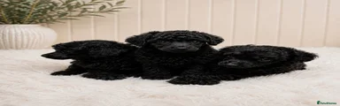 Toy Poodle 1