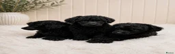 Toy Poodle dogs for sale: Toy poodle  - Advert 6