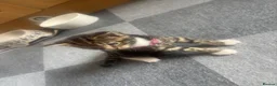 Mixed Breed cats for sale: Kittens for sale  - Advert 3