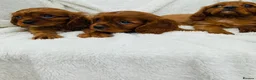 Cavalier King Charles Spaniel dogs for sale: Cavalier King Charles  in Deal - Advert 3