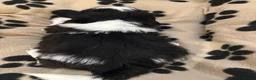 Shih Tzu dogs for sale: Beautiful Home reared Shih Tzu Puppies - Advert 9
