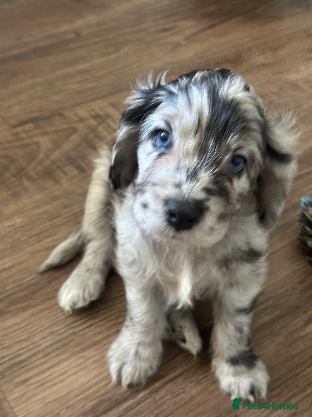 Cockapoo dogs for sale: Beautiful cockapoo puppies delivery possible - Image 37