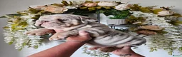 English Bulldog dogs for sale: Lilac & tan merle English bulldog  in Rowley Regis - Advert 10