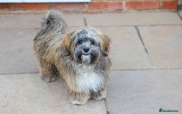 Mixed Breed dogs for adoption: Gilbert the hypoallergenic dog - Image 10