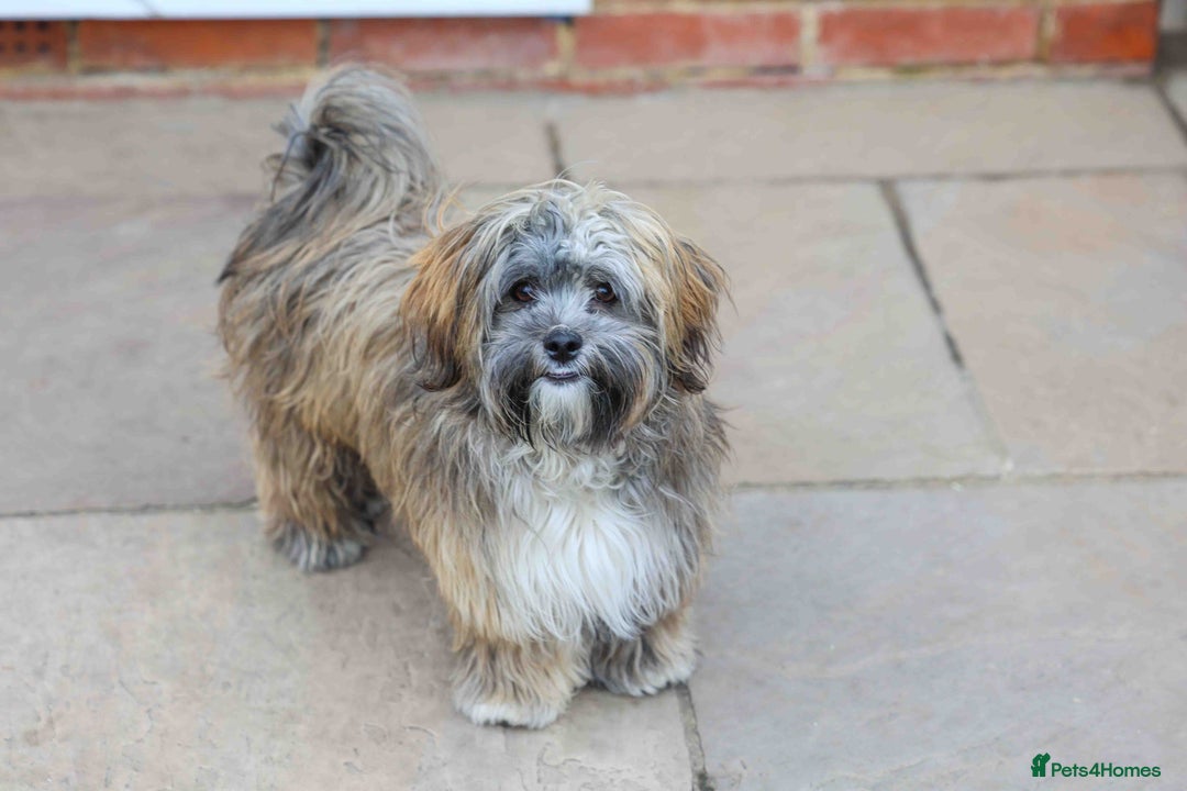 Mixed Breed dogs for adoption: Gilbert the hypoallergenic dog - Image 10