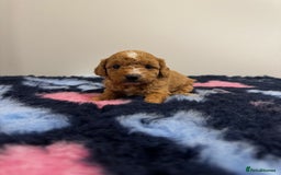 Cavapoo dogs for sale: 7 beautiful cavapoos  - Image 3