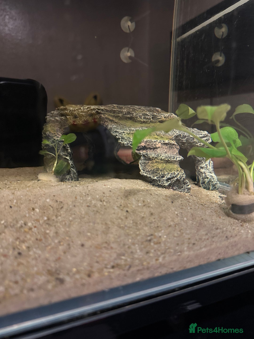 Axolotl reptiles for sale: Axolotl and full set up for sale - Advert 6