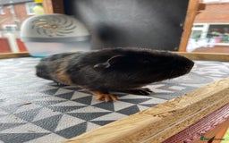 Guinea Pig rodents for sale: 2 Baby Guinea Pigs Looking For Homes in Wigan - Image 5