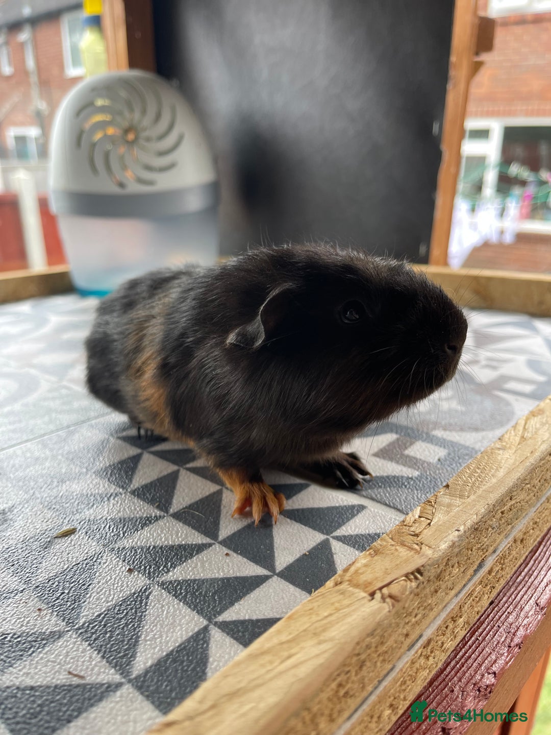 Guinea Pig rodents for sale: 2 Baby Guinea Pigs Looking For Homes in Wigan - Image 5