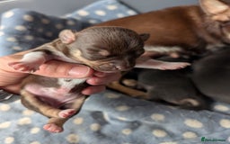 Chihuahua dogs for sale: 🐾 Adorable Chihuahua Puppies for Sale 🐾 - Image 10