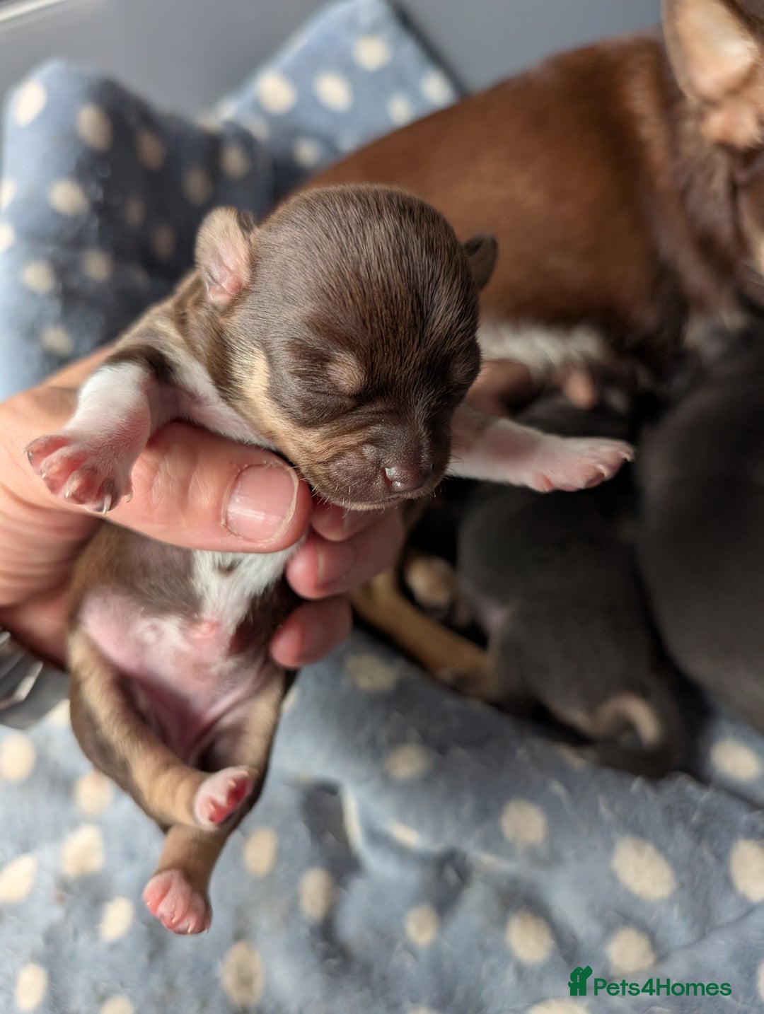 Chihuahua dogs for sale: 🐾 Adorable Chihuahua Puppies for Sale 🐾 - Image 10
