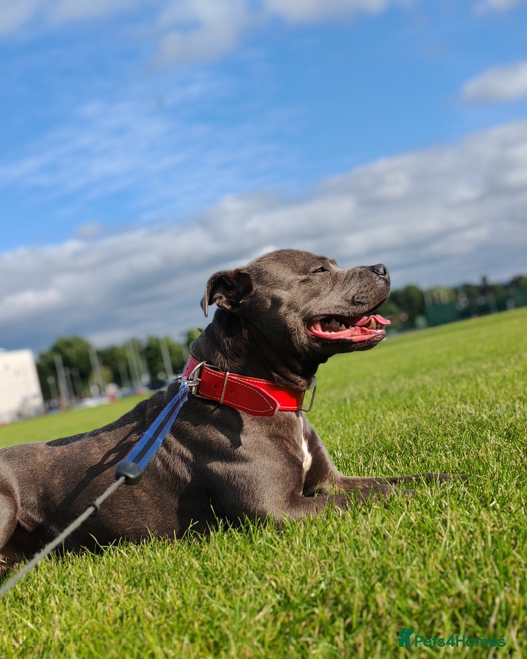 Staffordshire Bull Terrier dogs for stud: Staffordshire bull terrier   - Image 2